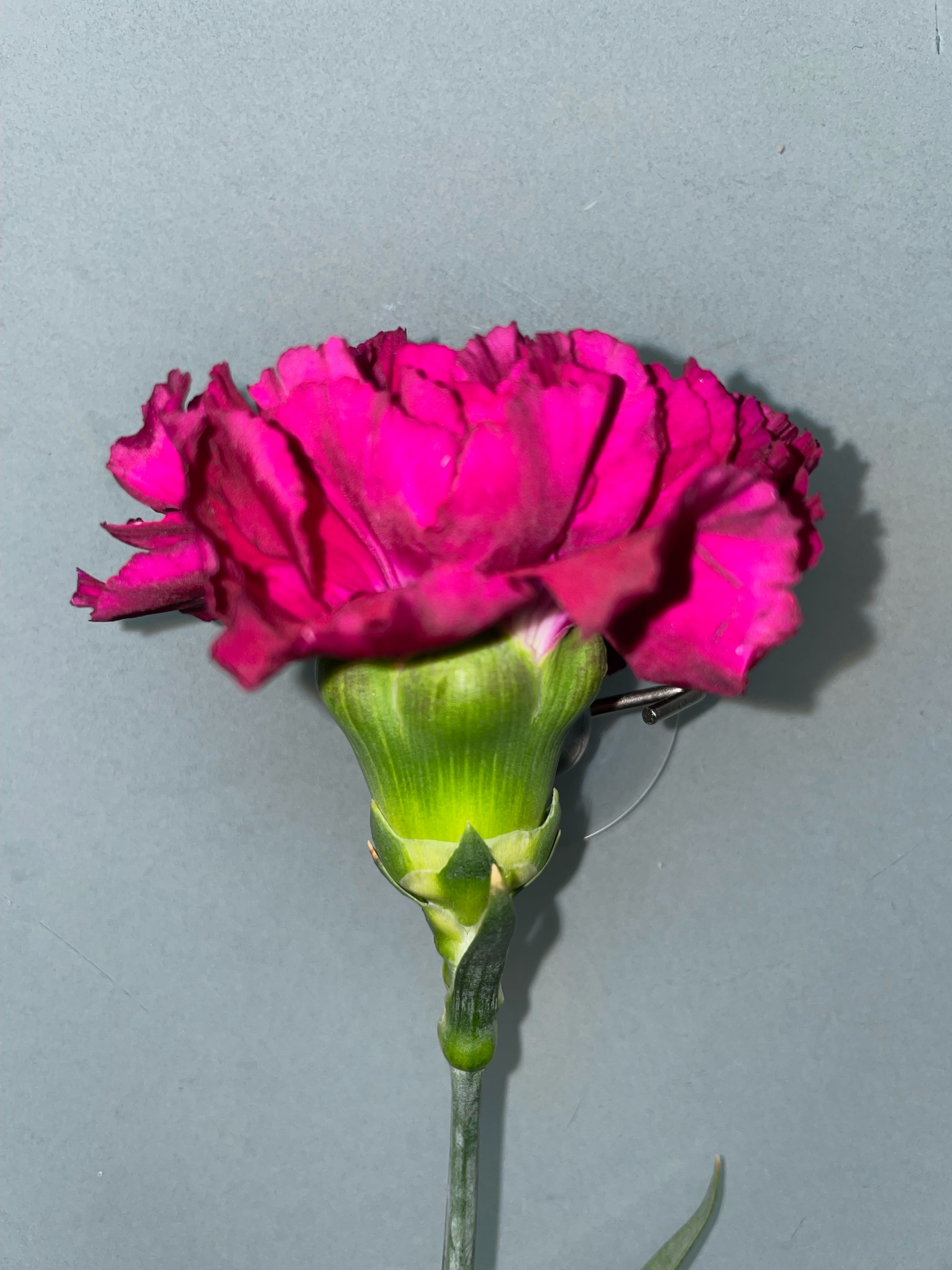 Fuchsia Carnation